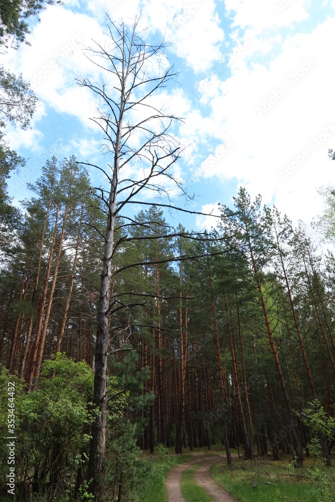 Fototapeta premium Dry pine tree on the road 