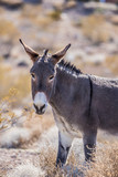 wild desert burro