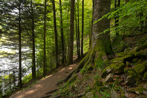 mystischer Wald in den vogesen nahe Gerardmer © Tanja Voigt 