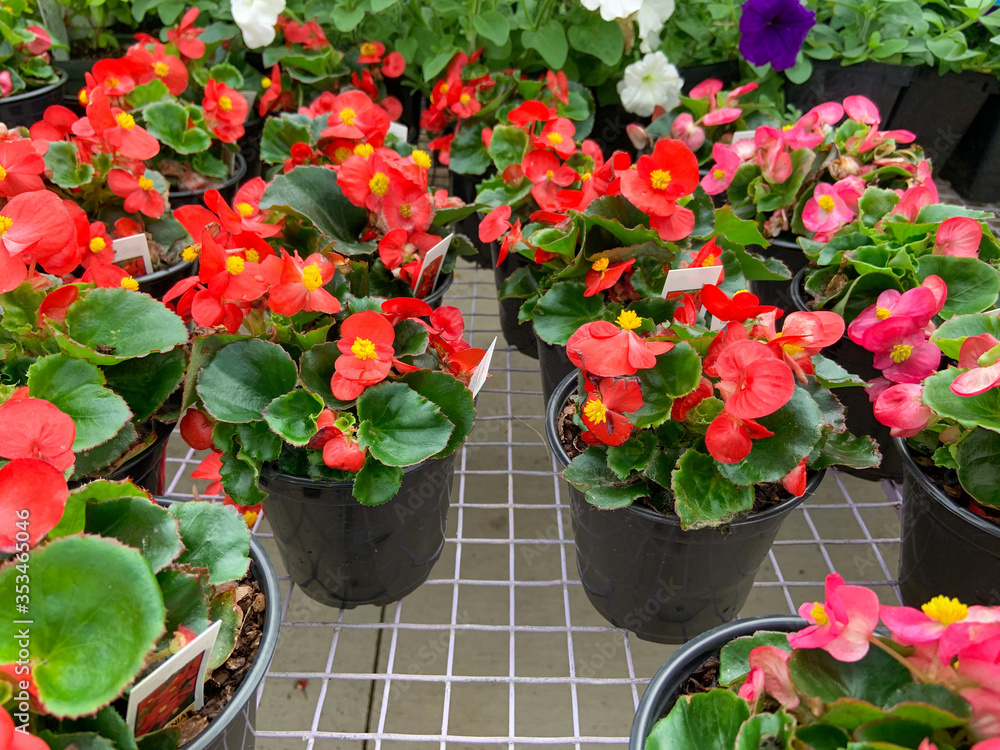 flowers in pots flowers in pots