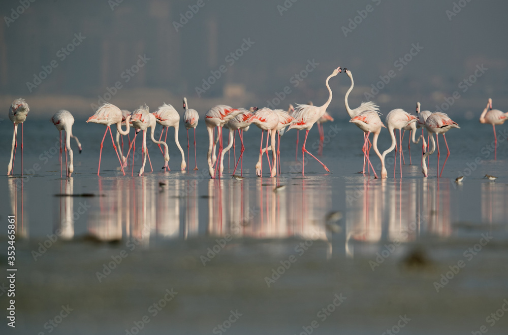 Fototapeta premium Greater Flamingos at Eker Creek, Bahrain