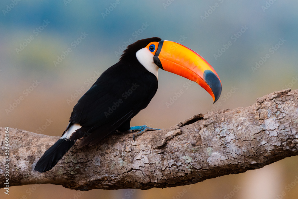 Fototapeta premium close up of a toucan perched on a large branch