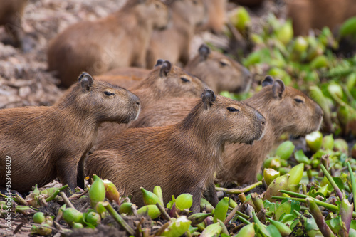 herd of capybara on the river, Pantanal Brazil 