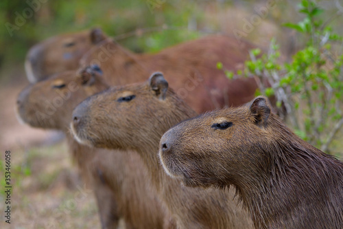 close-up portrait of capybara in the Pantanal of Brazil 