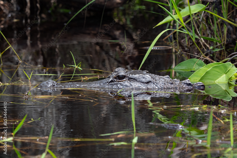 Wild American Alligator sitting on top of marsh waterway at Okefenokee wildlife refuge in Georgia. Wild American Alligator sitting on top of marsh waterway at Okefenokee wildlife refuge in Georgia.