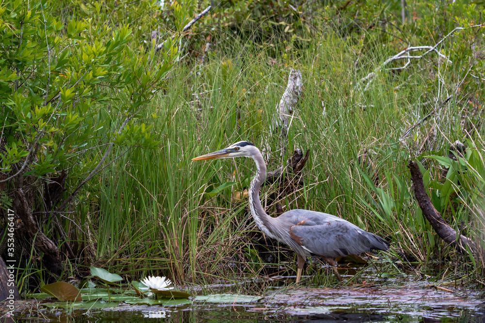 Great Blue Heron fishing in reeds at Okefenokee wildlife refuge in Georgia. Great Blue Heron fishing in reeds at Okefenokee wildlife refuge in Georgia.