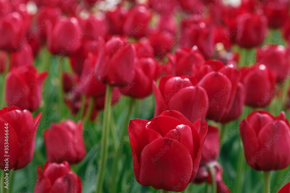 Red-burgundy tulips in the flowerbed Red-burgundy tulips in the flowerbed