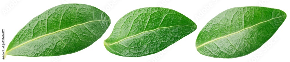 Set of Blueberry green leaf isolated on white background with clipping path. Full depth of field. Set of Blueberry green leaf isolated on white background with clipping path. Full depth of field.