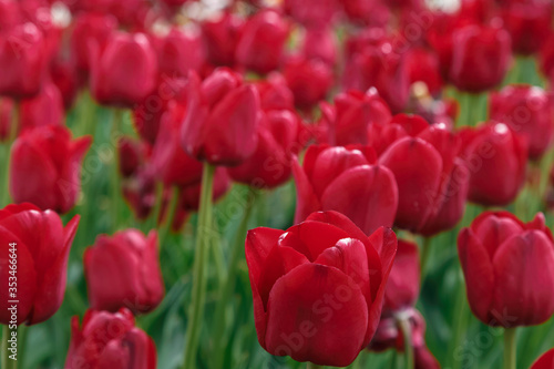 Red-burgundy tulips in the flowerbed