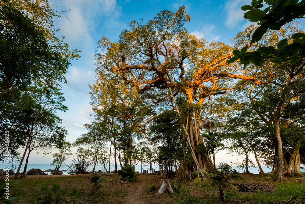 Fototapeta premium Jungle on Mot island Phu Quoc
