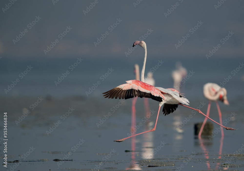 Obraz premium Greater Flamingos at Aker creek, Bahrain