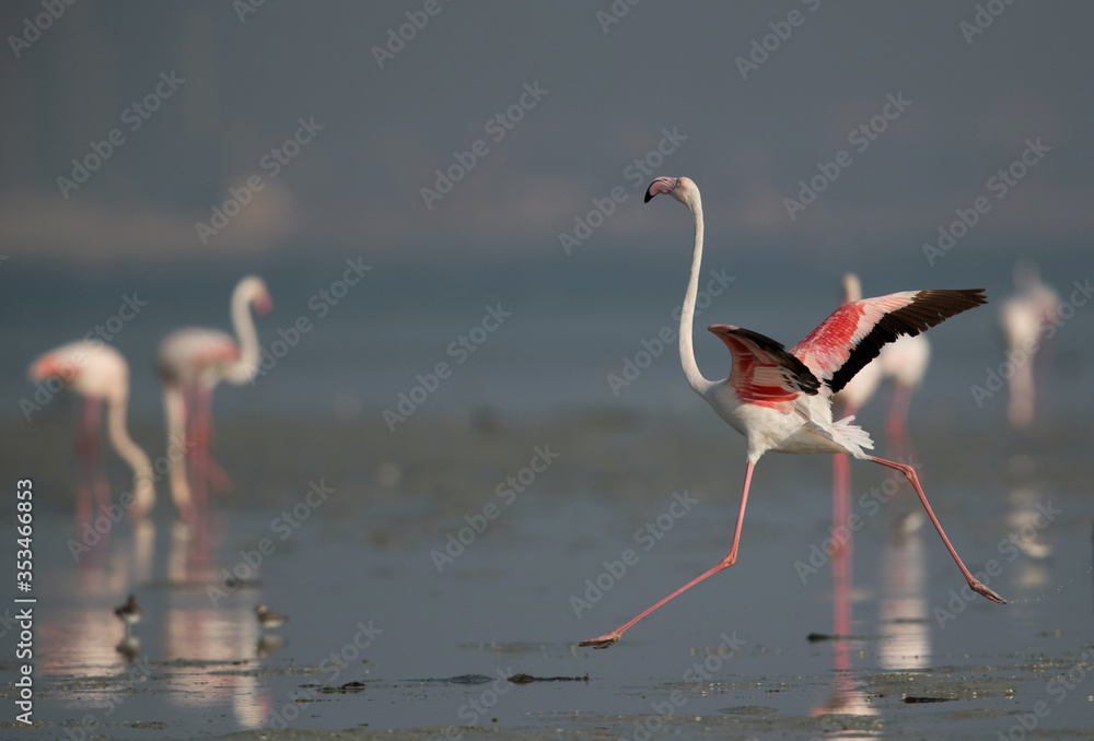 Greater Flamingo touching the ground at Aker creek, Bahrain