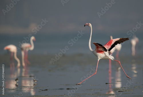 Greater Flamingo touching the ground at Aker creek, Bahrain