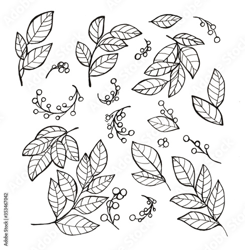 set of hand drawn flowers leaf  and berries pattrn w / b photo