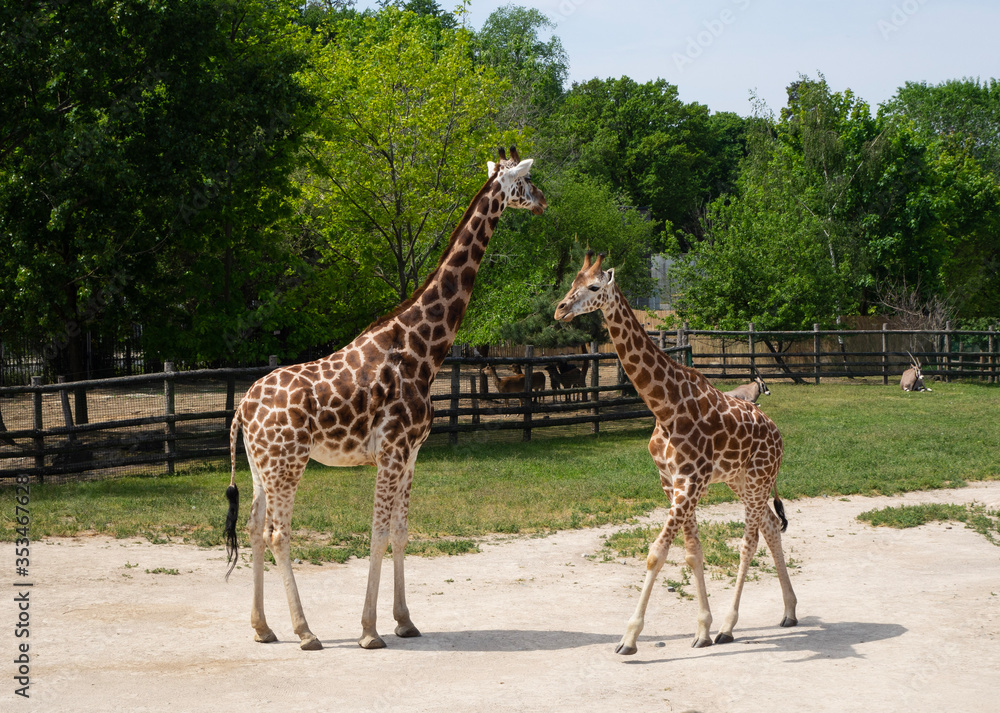 Giraffes are waiting for food. Giraffes are waiting for food.