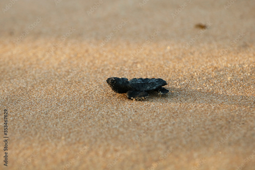 Hatchling baby loggerhead sea turtle (caretta caretta) crawling to the sea after leaving the nest at the beach Praia do Forte on Bahia coast, Brazil Hatchling baby loggerhead sea turtle (caretta caretta) crawling to the sea after leaving the nest at the beach Praia do Forte on Bahia coast, Brazil