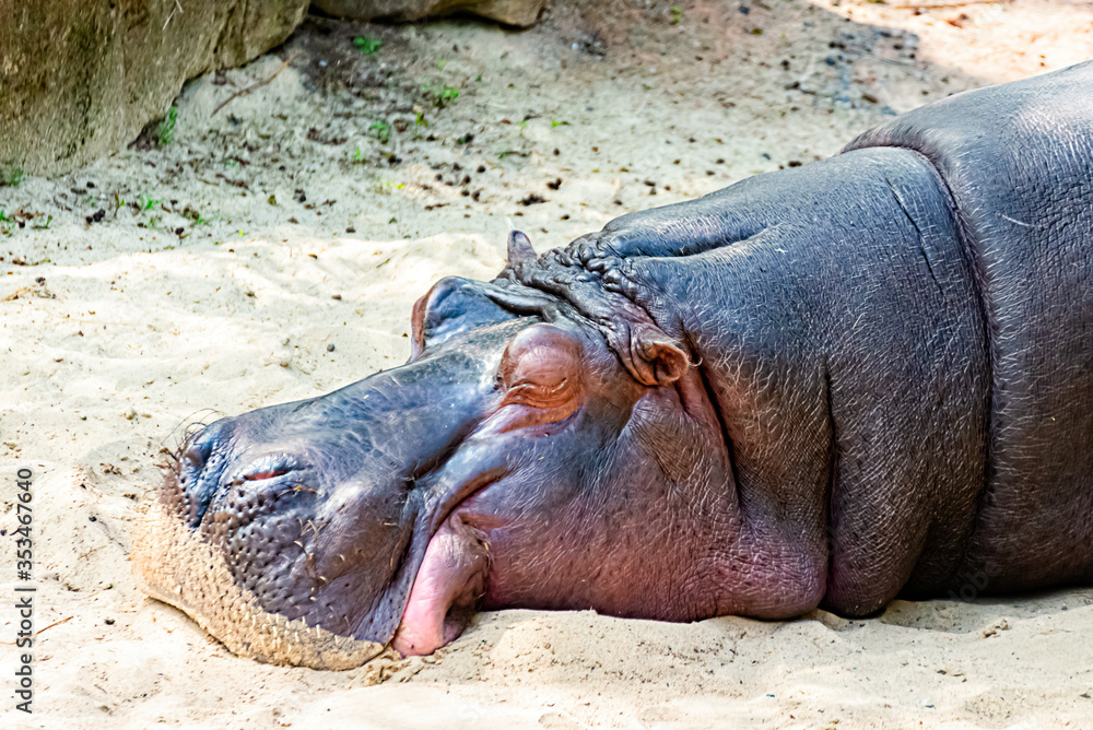 Fototapeta premium Hippo is resting in the sun