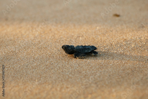 Hatchling baby loggerhead sea turtle (caretta caretta) crawling to the sea after leaving the nest at the beach Praia do Forte on Bahia coast, Brazil