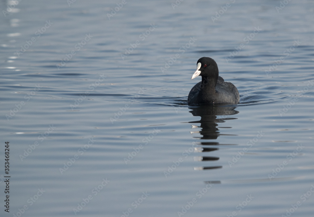 Coot swimming in Tubli bay, Bahrain Coot swimming in Tubli bay, Bahrain
