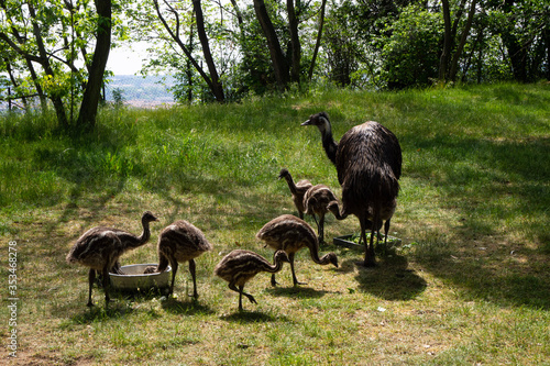 Ostrich chicks feed in the grass.