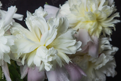 White peonies on a black background.