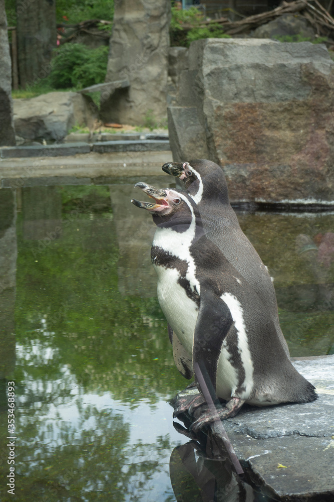 Naklejka premium Humboldt's penguins in the exhibition