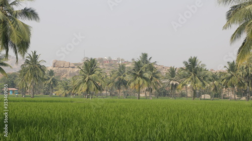 Wallpaper Mural rice terraces in karnataka Torontodigital.ca