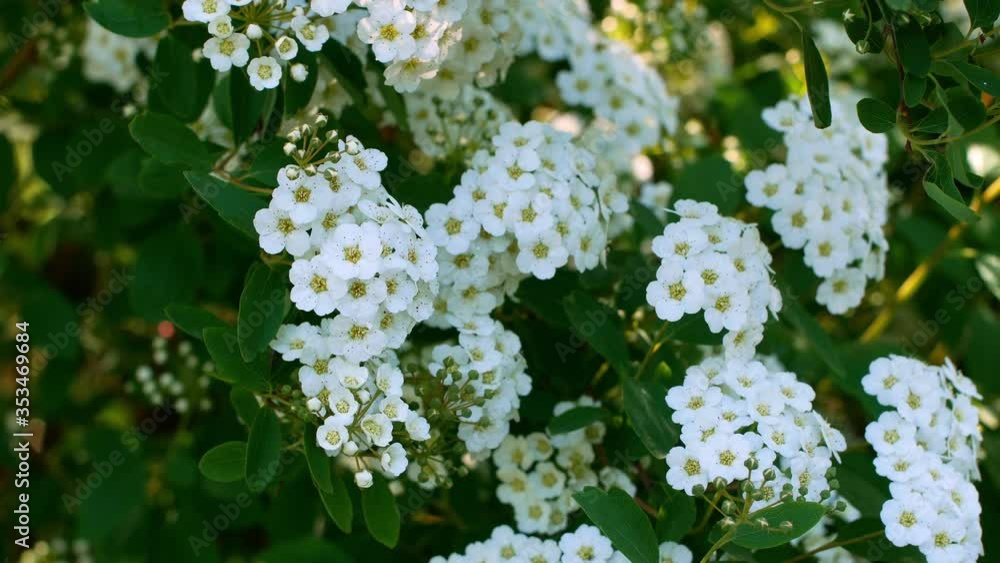 Blooming bush with white little flowers. Springtime landscape with bunch of tender flowers. Close-up
Blooming bush with white little flowers. Springtime landscape with bunch of tender flowers. Close-up