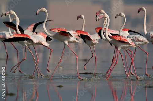 Beautiful Greater Flamingos and dramatic reflection on water