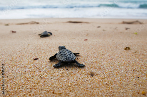Hatchling baby loggerhead sea turtle (caretta caretta) crawling  to the sea after leaving the nest at the beach Praia do Forte, Bahia coast, Brazil, on  the sand, top view