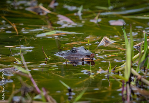 Hognose Turtle swimming in swamp water at Okefenokee wildlife reserve in Georgia.