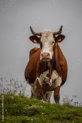 Valokuva cow