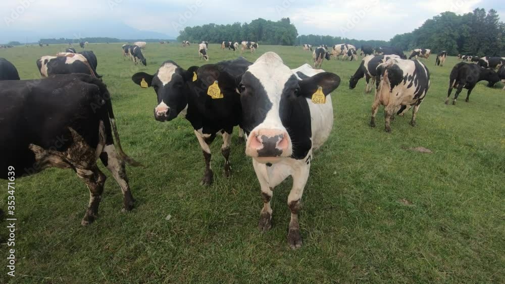 Black and white cows in a grassy field on a bright day in Slovenia. Curious cow looking into camera. Natural farming. Slow motion, wide static shot Black and white cows in a grassy field on a bright day in Slovenia. Curious cow looking into camera. Natural farming. Slow motion, wide static shot