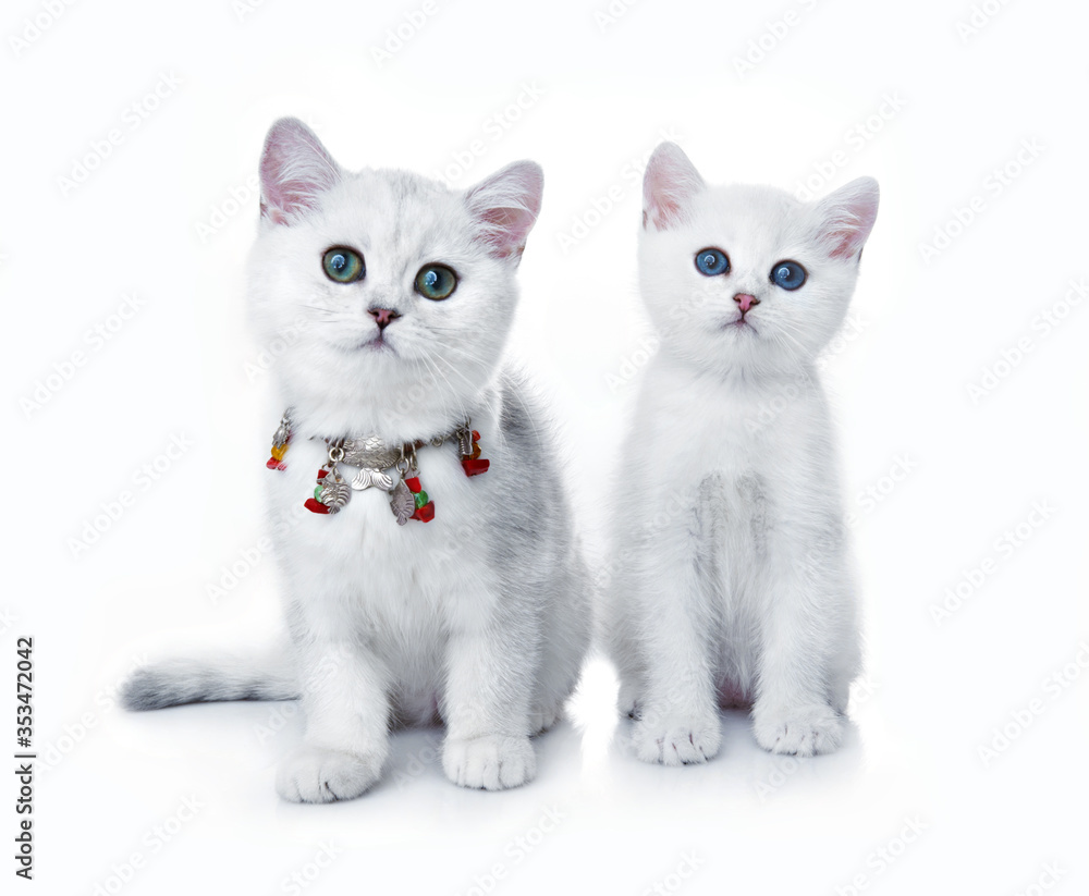 Fototapeta premium cat and kitten