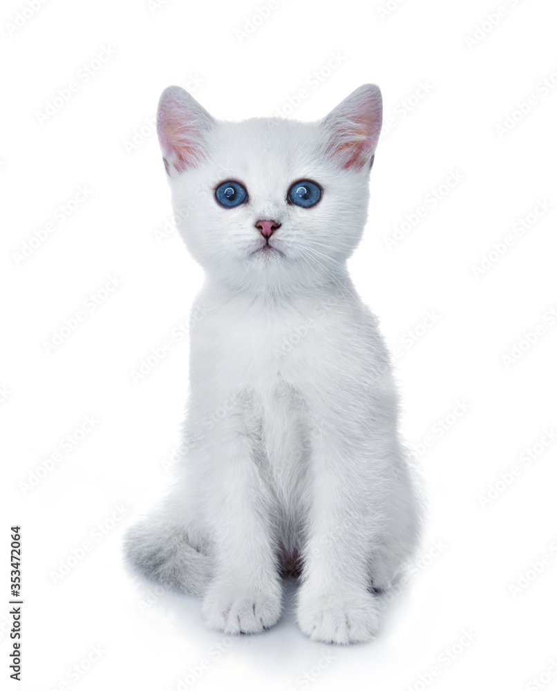 Obraz premium kitten on white background