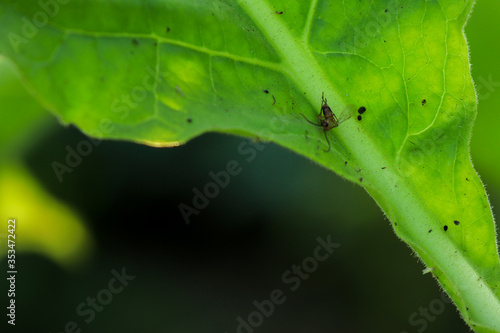 ants on a leaf