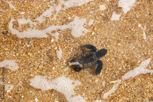 Fotografia, Obraz Hatchling baby hawksbill sea turtle (Eretmochelys imbricata) entering the sea af