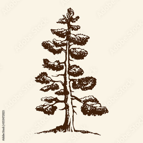 Hand-drawn vector sketch of a pine tree. The conifer tree isolated on a beige background
