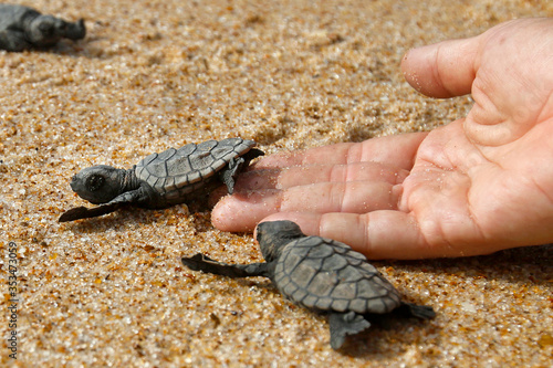 Fotografie Hatchling baby hawksbill sea turtle (Eretmochelys imbricata) release to the sea