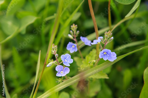 голубые цветочки,blue flowers,