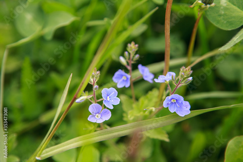 голубые цветочки,blue flowers,