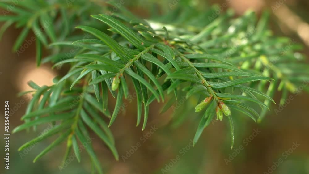 Young green fir tree branch moving in the light wind breeze. Closeup.
Young green fir tree branch moving in the light wind breeze. Closeup.