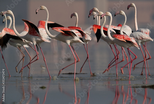 Greater Flamingos at Eker creek, Bahrain