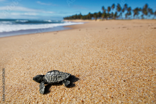 Cute hatchling baby loggerhead sea turtle (caretta caretta) crawling  to the sea after leaving the nest at the beach on Bahia coast, Brazil,  on the sand with coconut palm trees background