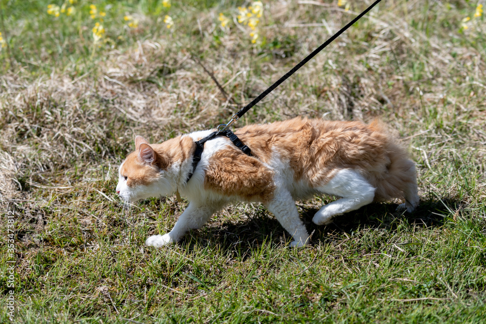 Red cat on a leash walking in a grass. Cat in stress. Red cat on a leash walking in a grass. Cat in stress.
