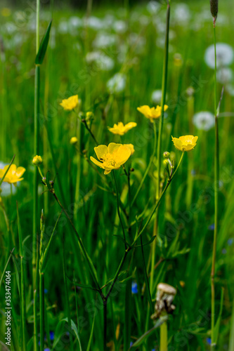 Ranunculus on meadows with dandelions during the May trip to Masurian meadows, calm landscape of the Polish countryside