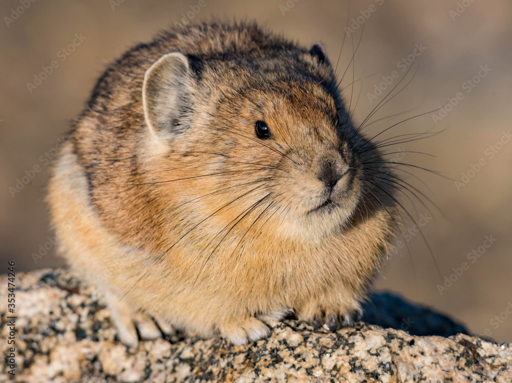 Fat Little Pika Sitting on a Rock Fat Little Pika Sitting on a Rock