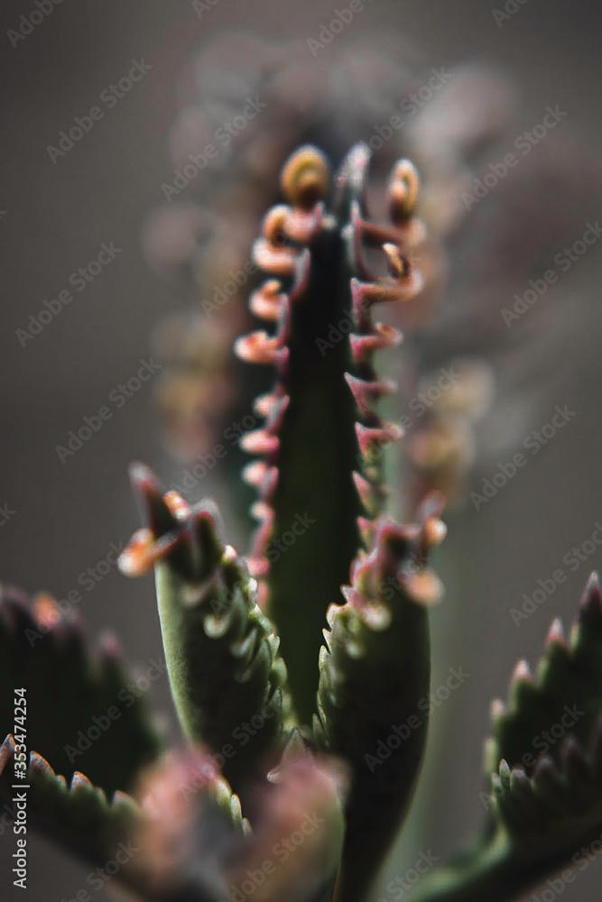 Fototapeta premium Mother of Millions