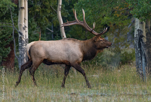 Wallpaper Mural Bull elk in Rocky Mountain National Park Torontodigital.ca