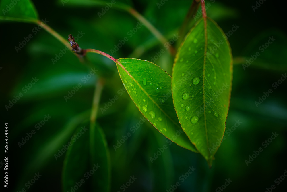 Fresh dew drops on green leaves Fresh dew drops on green leaves